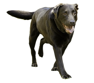 chien boite