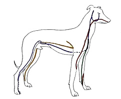 shiatsu chien